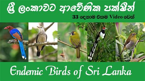 Endemic Birds Of Sri Lanka ශ්‍රී ලංකාවට ආවේණික පක්ෂීන් ඒක දේශික