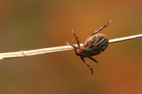 How A Tick Can Make You Allergic To Red Meat Lyme Disease Lyme