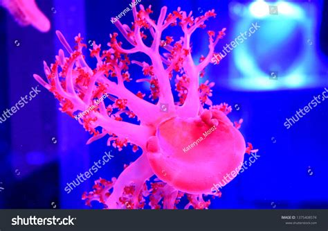 Cassiopea Upsidedown Jellyfish Genus True Jellyfish Stock Photo