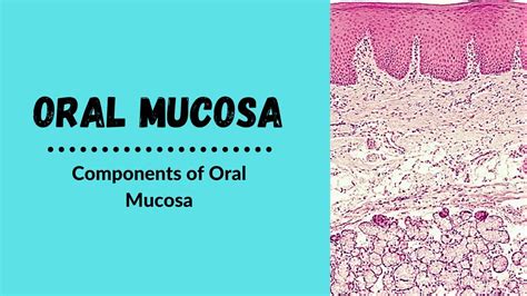 Components Of Oral Mucosa Oral Mucosa Youtube