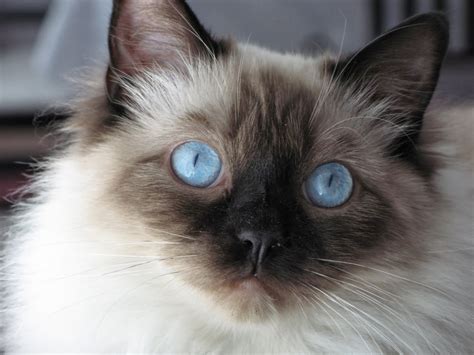 color  dark brown cat gray white variations blue seal lilac   calm temperament
