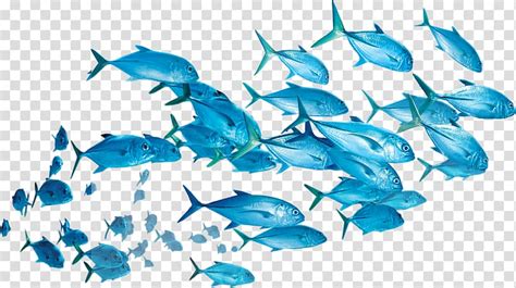 Check out our schooling clipart selection for the very best in unique or custom, handmade pieces from our shops. Fish Yellowfin tuna Shoaling and schooling , fish ...