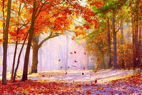 The Falling Leaves Forest Autumn Leaves Path Colors Season Hd