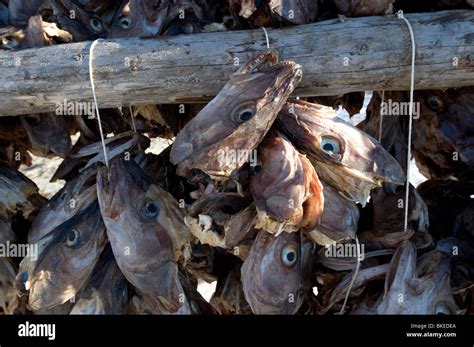 Heads Of Atlantic Cod Stockfish Lofoten Norway Stock Photo Alamy