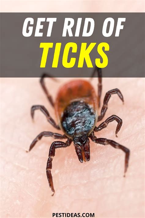 That will work to repel the beavers. Get Rid of Ticks in Your Home- Fast & Easy Solution