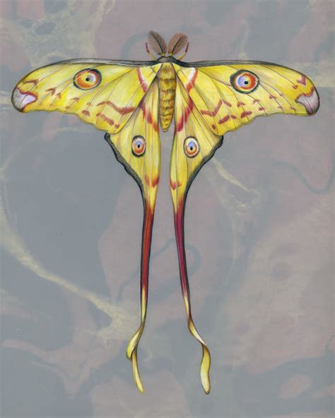 Comet Moth Art Print By Mindy Lighthipe Moth Art Moth Art Print Bug Art