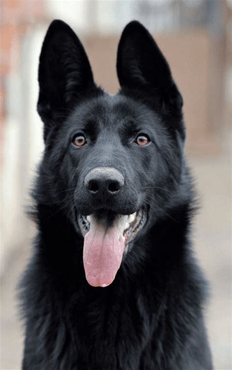 Are There All Black German Shepherds