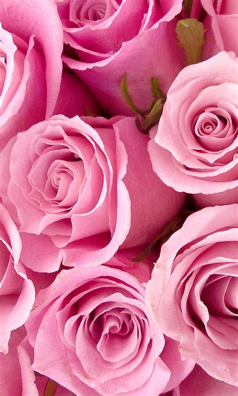Pink Rose Flowers Hd Images Infoupdate Org