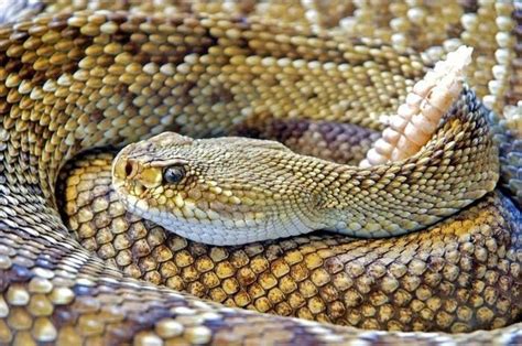 World S 10 Most Dangerous Snakes With Snakebytestv Yo