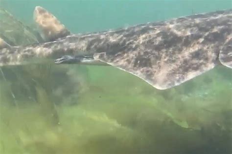 Incredibly Rare Angel Shark Spotted In Galway Independentie