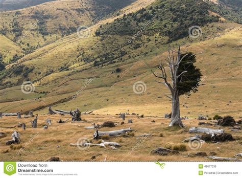 Felled Trees On Slopes In Banks Peninsula Stock Image Image Of