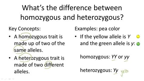 Heterozygous Vs Homozygous Differences Similarities Expii Hot Sex Picture