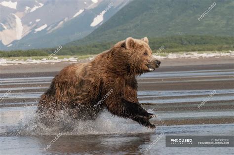 Grizzly Bear Running — Backdrop Color Stock Photo 164930306