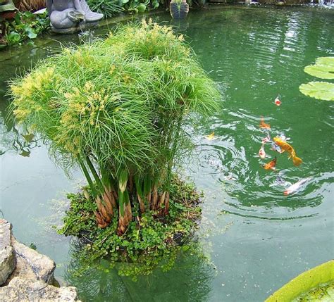 Floating Island Pond Planter 6 Sizes To Choose From Pond Plants Ponds Backyard Water Garden