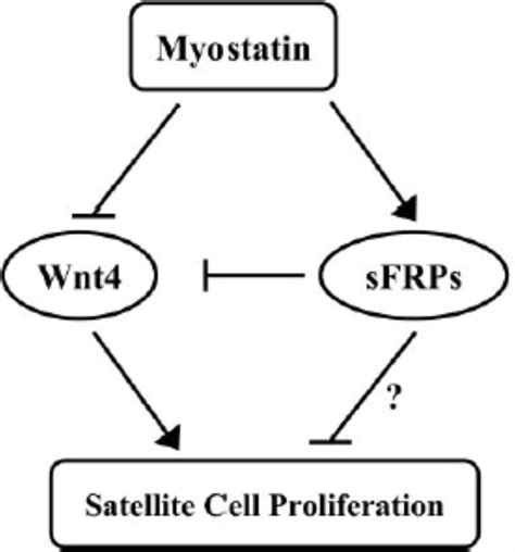 Transcriptional Profiling Of Myostatin‐knockout Mice Implicates Wnt