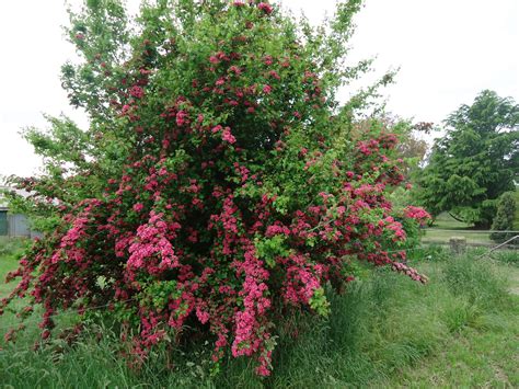 Here's some tips on how to identify. Mount Franklin Annual Pagan Gathering: The Hawthorn (The ...