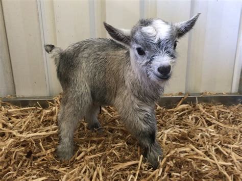 Miniature Goats For Sale Perth Shameka Verdin