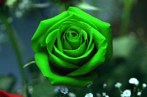 Green Rose Wallpapers Wallpaper Cave