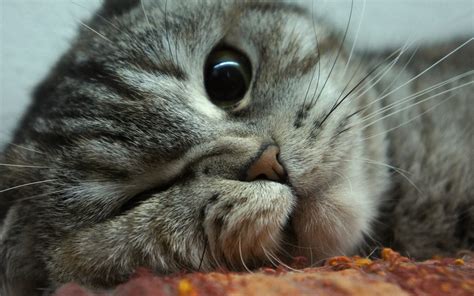 Wallpaper Animals Nose Whiskers Wild Cat Kitten Fauna