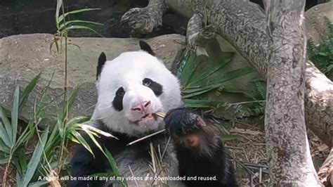 Giant Panda Kai Kai Mealtimes 大熊猫凯凯的吃播 新加坡河川生态园 Youtube