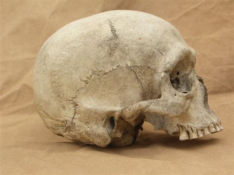 Human Skull Reference Photos Side View By Pronus On Deviantart Череп Скелет