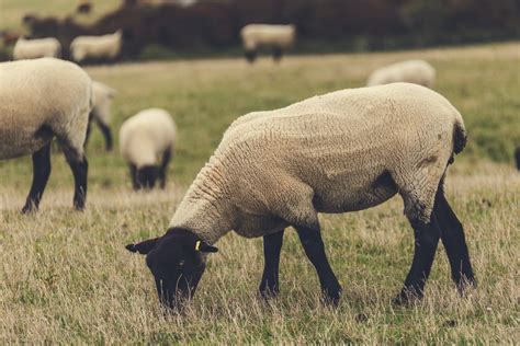 Grazing Sheep Free Stock Photo Public Domain Pictures