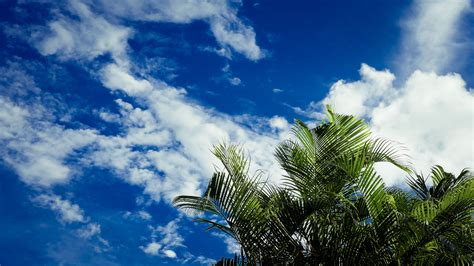 Palms Leaves Sky Clouds Tropics 4k Hd Wallpaper