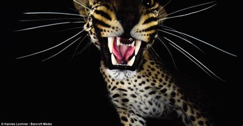 Hannes Lochner Photographs Luna The Leopards Fight To Raise Cubs In