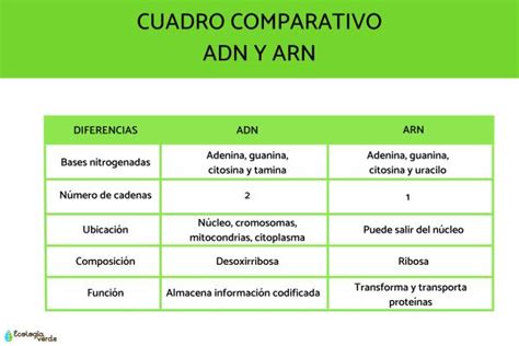 Diferencia Entre Adn Y Arn Cuadro Comparativo