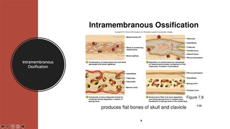44 Bone Formation And Development Intramembranous Ossification Youtube