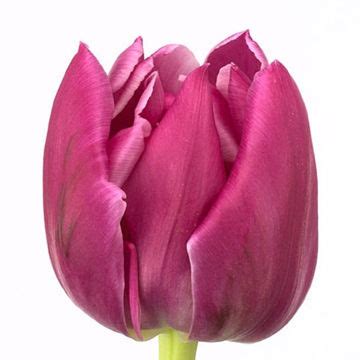 Tulip Kickstart Cut Mothers Day Flower Suppliers Wholesale Flowers