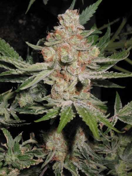 Deadsaids Top 10 Strains Of 2010 Gallery Ebaums World