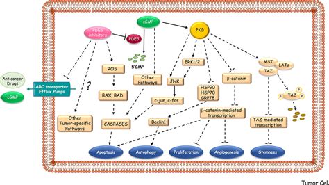 Proposed Mechanisms Underlying The Anti Cancer Activities Of Pde5
