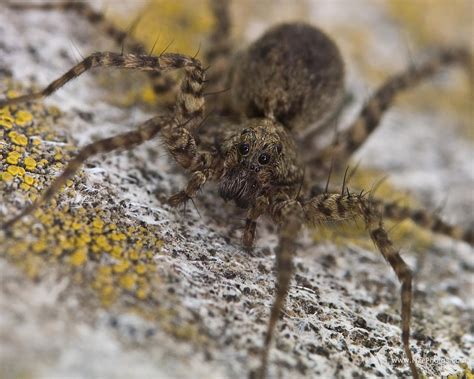 About The Wolf Spider