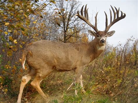 All About Animal Wildlife Whitetail Deer Facts And Photos Images 2012
