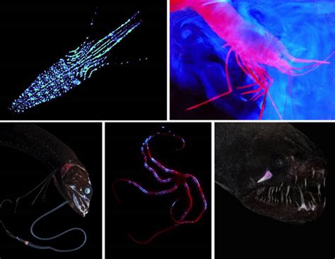 Bioluminescence And Vision On The Deep Seafloor 2015 Background
