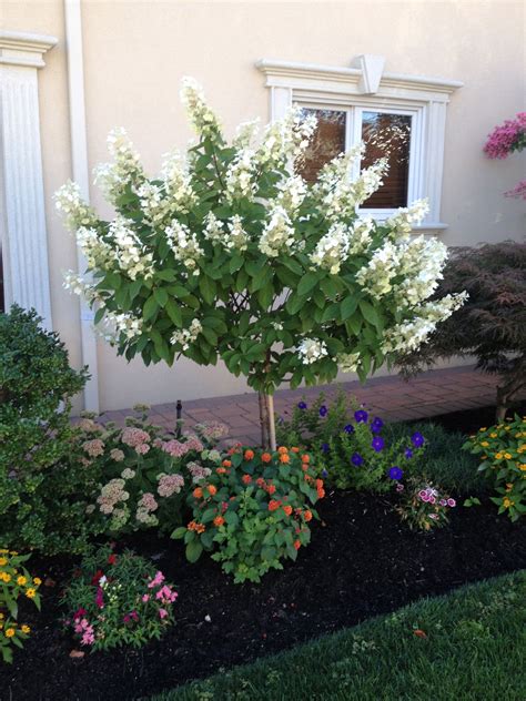 Limelight Hydrangea Tree Form Trees For Front Yard Yard