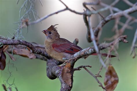 Northern Cardinal Cardinalis Cardinalis A Juvenile Male Flickr