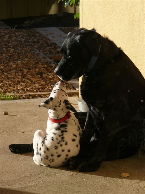 Dalmatian Giving Our Labrador A Kiss Dalmatian Dogs Boston Terrier