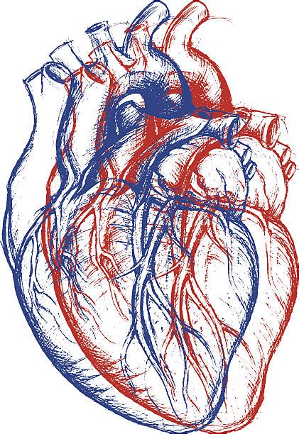 Royalty Free Human Heart Clip Art Vector Images And Illustrations Istock