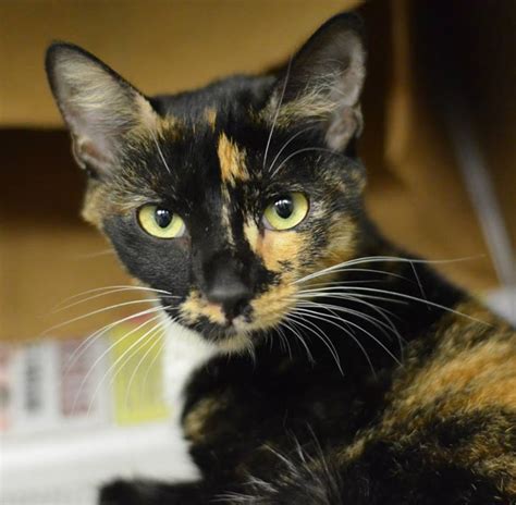 Looking for cats and kittens for adoption? SPARKLES (A23462358) located at Philadelphia's animal ...