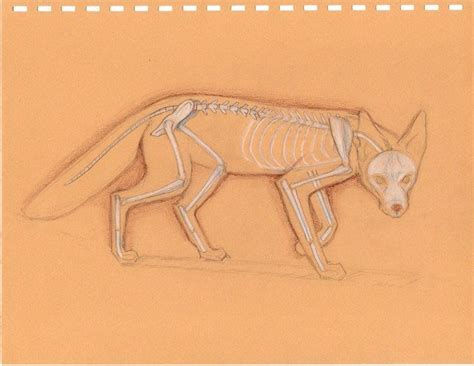 Fox Skeleton Animal Skull Drawing Science Illustration Bone Art