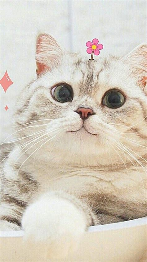 Top 20 Hình Ảnh Chú Mèo Con Dễ Thương Đáng Yêu Nhất