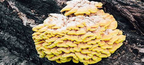 The Mushroom That Tastes Like Chicken Chicken Of The Woods
