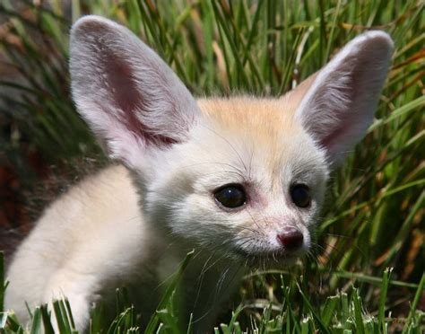 I See Your Baby Bunny And Raise You A Baby Fennec Fox Cute Animals