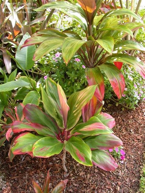 Maybe you would like to learn more about one of these? PlantFiles Pictures: Hawaiian Ti Plant, Good Luck Plant ...