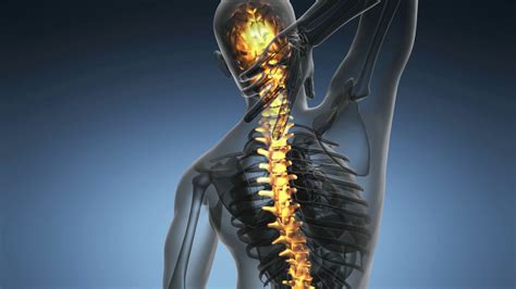 Three curvatures of the vertebral column: backbone. backache. science anatomy scan of human spine bones glowing Motion Background ...