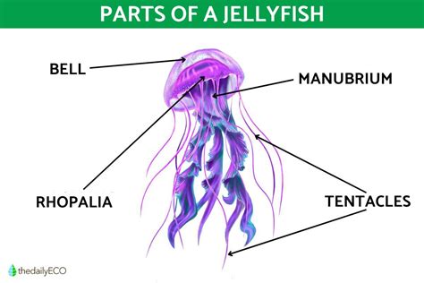 Jellyfish Anatomy Parts Of A Jellyfish And Their Functions