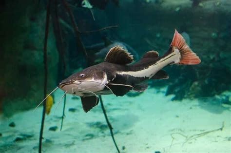 Redtail Catfish 101 Tamanho Cuidados And Tank Mates Heading