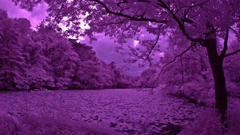 Purple Wood Beautiful Landscapes Purple Trees Blurred Background